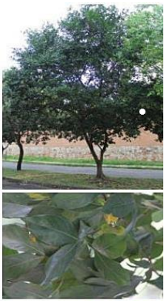 INGA(Inga Laurina) - Familia: Fabaceae